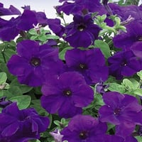 بذور زهرة البيتونيا الارجوانية ( Petunia )
