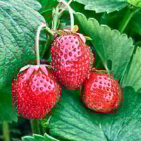 بذور الفراولة ( Fragaria x ananassa )