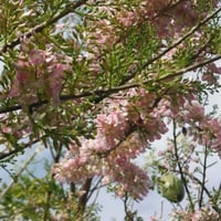 بذور شجرة الليلك المكسيكي ( Gliricidia sepium )