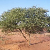 بذور شجرة السلم ( Acacia ehrenbergiana )