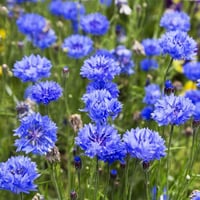 بذور زهرة سينتاوريا الزرقاء - ندى العنبر ( Centaur...