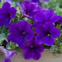 بذور زهرة البيتونيا الارجوانية ( Petunia )