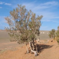 بذور شجيرة الغضا ( Haloxylon ammodendron )