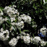 بذور شجرة كورديا البيضاء ( Cordia alliodora )