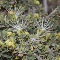 بذور شجرة السرح ( Maerua Crassifolia )