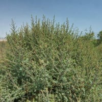 بذور شجيرة الروثة الرعوية ( Salsola vermiculata )