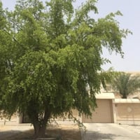 بذور شجرة السدر الجبلي المقشور ( ziziphus glabrata...