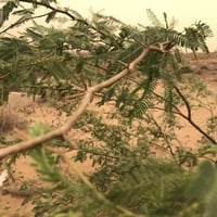 بذور شجرة السلم ( Acacia ehrenbergiana )