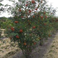 بذور شجرة السمن ( Sorbus aucuparia )