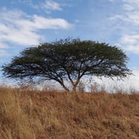 بذور شجرة القرض ( Acacia nilotica )