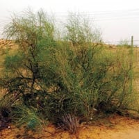 بذور شجيرة ارطى النفود - العبل ( calligonum comosu...