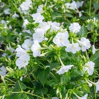 بذور زهرة شب الليل البيضاء - الساعة الرابعة ( Mira...