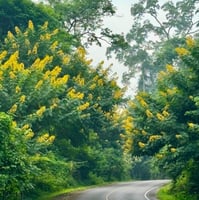 بذور شجرة كاسيا سبيكتابيلس ( Cassia spectabilis )
