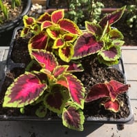 بذور زهرة السجاد ( Coleus Blume )