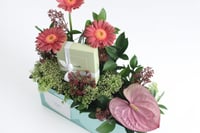 بوكس ورد فاصلة استقبلت البهجة