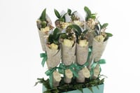 فاصلة توزيعات الفرح