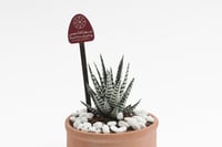 فاصلة من أصلنا وتراثنا