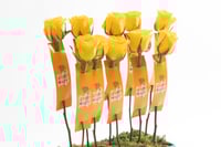 بوكس ورد فاصلة حديقة معلمتي