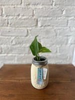 نبته بوتس بالميسن جار -لون أصفر