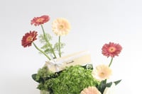 بوكس ورد فاصلة أطير كالفراشات