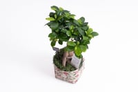 نبتة الحنان