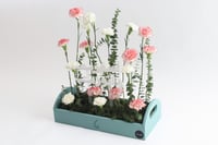 بوكس ورد فاصلة أقبلت بنورك