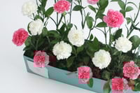 بوكس ورد فاصلة أشعر بنسمات الربيع