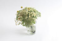 فازة ورد فاصلة لحظة الإزهار