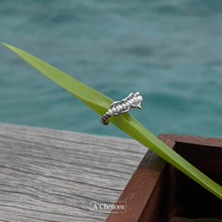 خاتم لؤلؤ الزراعي باللون الفضي