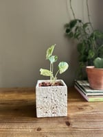 نبات سونجونيوم البو