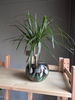 فازة نبات الدراسينيا