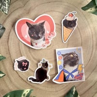 ستكرات القطة ستار