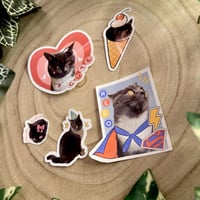 ستكرات القطة ستار