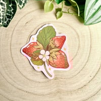 ستكرات فواكه منعشة