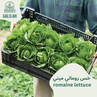 شتلة خس روماني ميني