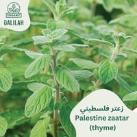 شتلة زعتر فلسطيني