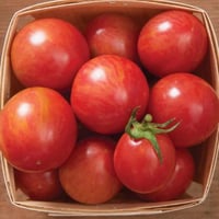 شتلة طماطم النحلة الطنان الوردي