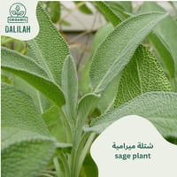 شتلة ميرامية