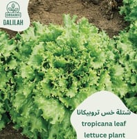 شتلة خس تروبيكانا ليف