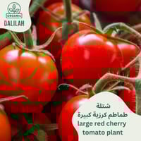 شتلة طماطم كرزية كبيرة