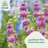 شتلة نعناع الليمون