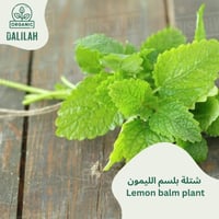 شتلة بلسم الليمون (المليسة)