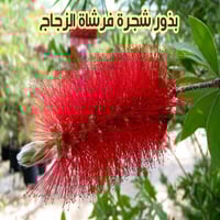 بذور فرشاة الزجاج