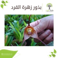 بذور زهرة القرد