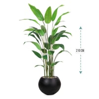 شجر ورق عصفور الجنة حوض فيبر ارتفاع 210 سم : 1631-...