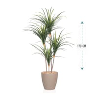 شجر صبار 4 فرع ارتفاع 170سم: 1053-2040R