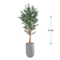 شتلة ورق قلب اخضر حوض فيبر 210 سم : 246-533