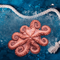 اخطبوط - Octopus