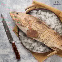 سمك هامور طازج - Fresh hamour fish