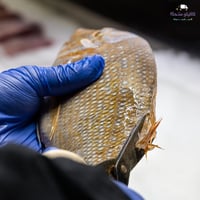 سمك شعري وسط - Medium Shour